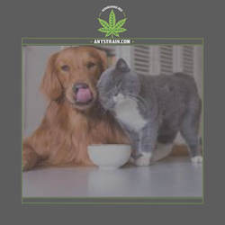 A Strain For Your Pet